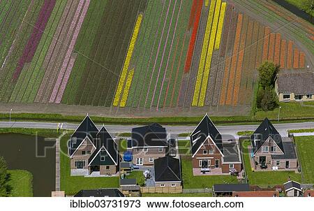 "Town and tulip fields, aerial view, Zuidermeer, Wester-Koggenland, province of North Holland, The Netherlands, Europe" View Large Photo Image Stock Image - "Town and tulip fields, aerial view, Zuidermeer, Wester-Koggenland, province of North Holland, The Netherlands, Europe". Fotosearch