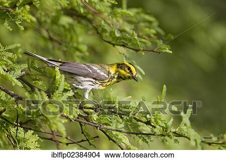 "Townsend's Warbler (Dendroica townsendi), adult male, perched on twig, South Padre Island, Texas, United States, North America" View Large Photo Image Picture - "Townsend's Warbler (Dendroica townsendi), adult male, perched on twig, South Padre Island, Texas, United States, North America". Fotosearch
