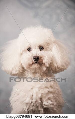 "Toy Poodle, portrait" View Large Photo Image Stock Image - "Toy Poodle, portrait". Fotosearch