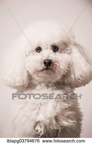 "Toy Poodle, portrait" View Large Photo Image Stock Photograph - "Toy Poodle, portrait". Fotosearch