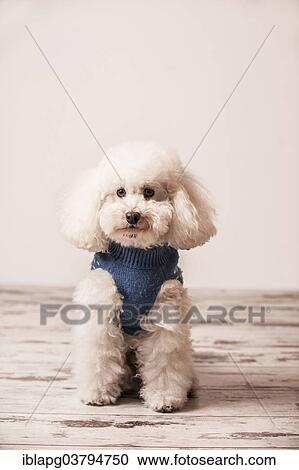 Toy poodle wearing a sweater View Large Photo Image Stock Image - Toy poodle wearing a sweater. Fotosearch