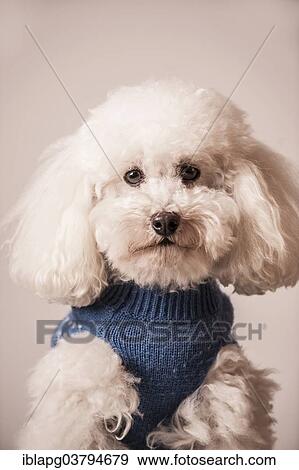Stock Photo - Toy poodle wearing a sweater. Fotosearch
