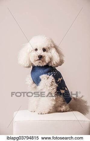 Toy poodle wearing a sweater View Large Photo Image Stock Photography - Toy poodle wearing a sweater. Fotosearch