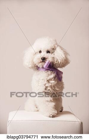 Stock Image - Toy poodle with bow around the neck. Fotosearch