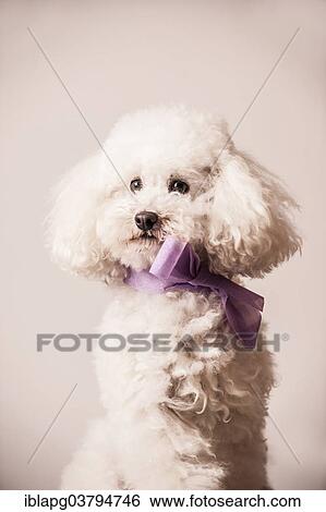 Toy poodle with bow around the neck View Large Photo Image Stock Photograph - Toy poodle with bow around the neck. Fotosearch