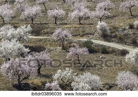 "Track and cultivated Almond trees (Prunus dulcis) in full blossom, Almeria province, Andalusia, Spain, Europe" View Large Photo Image Stock Photography - "Track and cultivated Almond trees (Prunus dulcis) in full blossom, Almeria province, Andalusia, Spain, Europe". Fotosearch