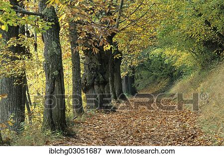 "Track lined with chestnut trees (Aesculus hippocastanum), Parc Naturel Regional des Volcans d'Auvergne, Natural regional park of Volc, Puy de Dome, Auvergne, France, Europe" View Large Photo Image Stock Photo - "Track lined with chestnut trees (Aesculus hippocastanum), Parc Naturel Regional des Volcans d'Auvergne, Natural regional park of Volc, Puy de Dome, Auvergne, France, Europe". Fotosearch