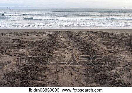 "Track of a sea turtle on the beach, Tortuguero, Limon province, Costa Rica, North America" View Large Photo Image Stock Image - "Track of a sea turtle on the beach, Tortuguero, Limon province, Costa Rica, North America". Fotosearch