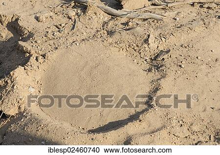 "Track of an animal, footprint of an elephant, Damaraland, Namibia, Africa" View Large Photo Image Stock Image - "Track of an animal, footprint of an elephant, Damaraland, Namibia, Africa". Fotosearch