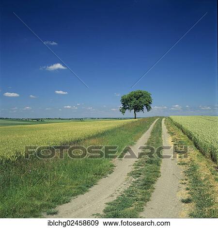 "Track through fields, Limagne plain, Puy de Dome, Auvergne, France, Europe" View Large Photo Image Stock Photo - "Track through fields, Limagne plain, Puy de Dome, Auvergne, France, Europe". Fotosearch
