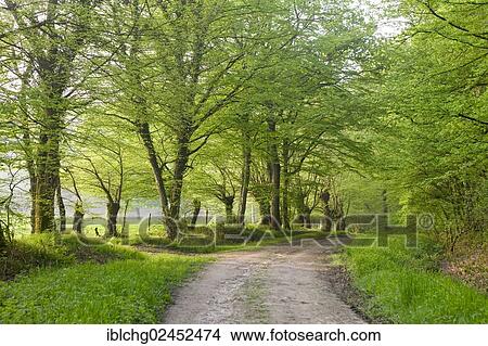 "Track through oak forest of Moladiers towards Moulins, Sessile oaks (Quercus petraea), Bourbonnais, Allier, Auvergne, France, Europe" View Large Photo Image Picture - "Track through oak forest of Moladiers towards Moulins, Sessile oaks (Quercus petraea), Bourbonnais, Allier, Auvergne, France, Europe". Fotosearch
