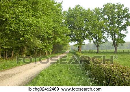 "Track through oak forest of Moladiers towards Moulins, Sessile oaks (Quercus petraea), Bourbonnais, Allier, Auvergne, France, Europe" View Large Photo Image Stock Photo - "Track through oak forest of Moladiers towards Moulins, Sessile oaks (Quercus petraea), Bourbonnais, Allier, Auvergne, France, Europe". Fotosearch