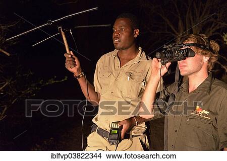 "Tracking big cats with a scientist from the Zambian Carnivore Programme, ZCP, using telemetry equipment at night, Nsefu Sector, South Luangwa National Park, Zambia, Africa" View Large Photo Image Picture - "Tracking big cats with a scientist from the Zambian Carnivore Programme, ZCP, using telemetry equipment at night, Nsefu Sector, South Luangwa National Park, Zambia, Africa". Fotosearch