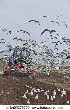 "Tractor clearing field, surrounded by seagulls, Amrum island, North Sea, Schleswig-Holstein, Germany, Europe" View Large Photo Image Stock Image - "Tractor clearing field, surrounded by seagulls, Amrum island, North Sea, Schleswig-Holstein, Germany, Europe". Fotosearch