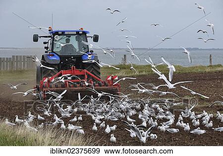 "Tractor clearing field, surrounded by seagulls, Amrum island, North Sea, Schleswig-Holstein, Germany, Europe" View Large Photo Image Stock Photo - "Tractor clearing field, surrounded by seagulls, Amrum island, North Sea, Schleswig-Holstein, Germany, Europe". Fotosearch