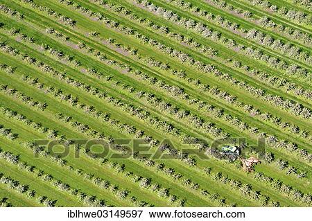 "Tractor doing field work while driving through a fruit plantation in Mecklenburg Western Pomerania, Prizier, Prizier, Mecklenburg-Western Pomerania, Germany, Europe" View Large Photo Image Stock Photo - "Tractor doing field work while driving through a fruit plantation in Mecklenburg Western Pomerania, Prizier, Prizier, Mecklenburg-Western Pomerania, Germany, Europe". Fotosearch