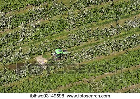 Stock Photo - "Tractor doing field work while driving through a fruit plantation in Mecklenburg Western Pomerania, Prizier, Prizier, Mecklenburg-Western Pomerania, Germany, Europe". Fotosearch