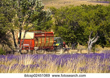 "Tractor in a blooming field of Lavender (Lavandula angustifolia), Vaucluse, Provence-Alpes-Cote d'Azur, Southern France, France, Europe, PublicGround, Europe" View Large Photo Image Stock Photo - "Tractor in a blooming field of Lavender (Lavandula angustifolia), Vaucluse, Provence-Alpes-Cote d'Azur, Southern France, France, Europe, PublicGround, Europe". Fotosearch