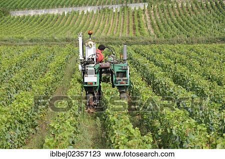 Stock Image - "Tractor in vineyard, Cote d'Or, Burgundy, France, Europe". Fotosearch