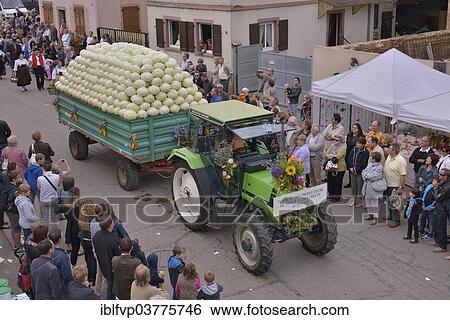 "Tractor loaded with cabbages during the """"Fete de la choucroute"""" Sauerkraut Festival, Krautergersheim, Departement Bas-Rhin, Alsace, France, Europe" View Large Photo Image Stock Photograph - "Tractor loaded with cabbages during the """"Fete de la choucroute"""" Sauerkraut Festival, Krautergersheim, Departement Bas-Rhin, Alsace, France, Europe". Fotosearch
