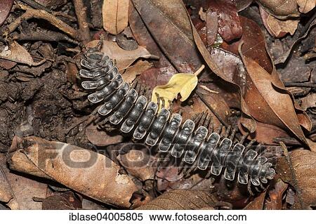 "Tractor millipede (Barydesmus sp. ) on leaf litter, Kinabatangan, Sabah, Malaysia, Borneo, Asia" View Large Photo Image Stock Photography - "Tractor millipede (Barydesmus sp. ) on leaf litter, Kinabatangan, Sabah, Malaysia, Borneo, Asia". Fotosearch