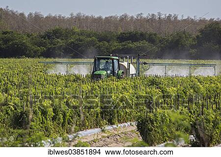 "Tractor sprays pesticides on tomato plants, Immokalee, Florida, United States, North America" View Large Photo Image Picture - "Tractor sprays pesticides on tomato plants, Immokalee, Florida, United States, North America". Fotosearch