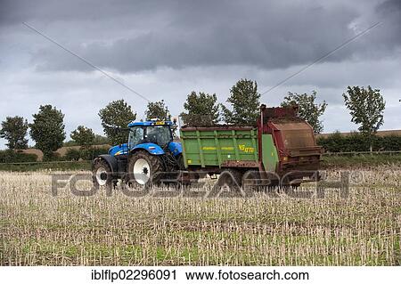 Stock Image - "Tractor with muckspeader, spreading chicken manure on oilseed rape stubble field, Kelso, Scottish Borders, Scotland, United Kingdom, Europe". Fotosearch