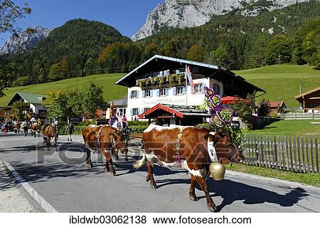 "Traditional Almabtreib cattle drive, Halsam, Berchtesgadener Land District, Upper Bavaria, Bavaria, Germany, Europe" View Large Photo Image Stock Photo - "Traditional Almabtreib cattle drive, Halsam, Berchtesgadener Land District, Upper Bavaria, Bavaria, Germany, Europe". Fotosearch