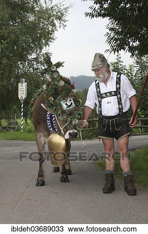 "Traditional cattle drive in the Allgaeu, farmer with a decorated cow, Allgau, Bayern, Deutschland, Germany, Europe" View Large Photo Image Stock Image - "Traditional cattle drive in the Allgaeu, farmer with a decorated cow, Allgau, Bayern, Deutschland, Germany, Europe". Fotosearch