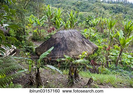 Stock Image - "Traditional cottage in the Highlands, Paya, Papua New Guinea, Oceania". Fotosearch
