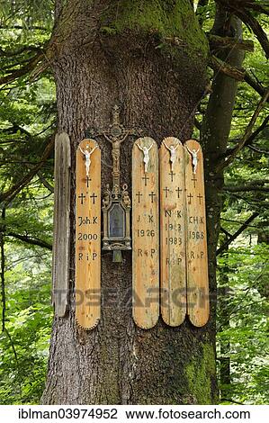 "Traditional dead boards on the Kreuzfichte spruce tree, Faistenau, Flachgau, Salzkammergut, Salzburger Land, Salzburg State, Austria, Europe" View Large Photo Image Stock Image - "Traditional dead boards on the Kreuzfichte spruce tree, Faistenau, Flachgau, Salzkammergut, Salzburger Land, Salzburg State, Austria, Europe". Fotosearch