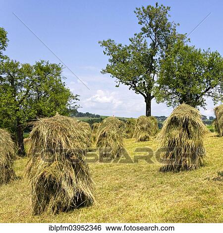 Stock Photograph - "Traditional haystacks, Chiemgau, Upper Bavaria, Bavaria, Germany, Europe". Fotosearch
