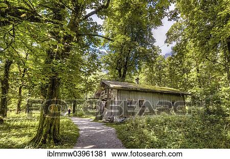 "Traditional house in the forest, St. Bartholoma in Konigssee, Berchtesgaden National Park, Berchtesgadener Land district, Upper Bavaria, Bavaria, German" View Large Photo Image Stock Image - "Traditional house in the forest, St. Bartholoma in Konigssee, Berchtesgaden National Park, Berchtesgadener Land district, Upper Bavaria, Bavaria, German". Fotosearch