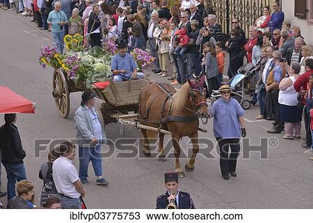 "Traditional parade during the """"Fete de la choucroute"""" Sauerkraut Festival, Krautergersheim, Departement Bas-Rhin, Alsace, France, Europe" View Large Photo Image Stock Image - "Traditional parade during the """"Fete de la choucroute"""" Sauerkraut Festival, Krautergersheim, Departement Bas-Rhin, Alsace, France, Europe". Fotosearch