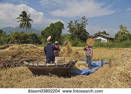 "Traditional rice harvest, Thailand, Asia" View Large Photo Image Picture - "Traditional rice harvest, Thailand, Asia". Fotosearch