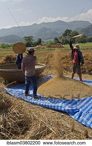 "Traditional rice harvest, Thailand, Asia" View Large Photo Image Stock Image - "Traditional rice harvest, Thailand, Asia". Fotosearch