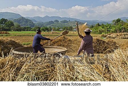 "Traditional rice harvest, Thailand, Asia" View Large Photo Image Stock Image - "Traditional rice harvest, Thailand, Asia". Fotosearch