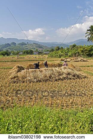 "Traditional rice harvest, Thailand, Asia" View Large Photo Image Stock Photo - "Traditional rice harvest, Thailand, Asia". Fotosearch