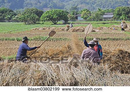 "Traditional rice harvest, Thailand, Asia" View Large Photo Image Stock Photo - "Traditional rice harvest, Thailand, Asia". Fotosearch