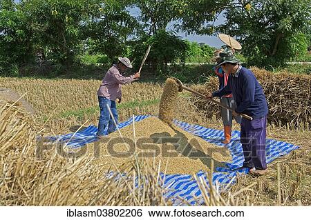 "Traditional rice harvest, Thailand, Asia" View Large Photo Image Stock Photograph - "Traditional rice harvest, Thailand, Asia". Fotosearch