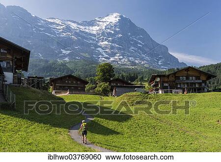 "Traditional wooden houses, behind the Eiger North Face, Swiss Alps Jungfrau-Aletsch UNESCO World Heritage, Grindelwald, Canton of Bern, Switzerland, Europe" View Large Photo Image Stock Image - "Traditional wooden houses, behind the Eiger North Face, Swiss Alps Jungfrau-Aletsch UNESCO World Heritage, Grindelwald, Canton of Bern, Switzerland, Europe". Fotosearch