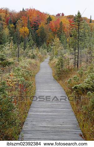 "Trail, a boardwalk in autumn, Adirondack Mountains, Upstate New York, USA" View Large Photo Image Picture - "Trail, a boardwalk in autumn, Adirondack Mountains, Upstate New York, USA". Fotosearch
