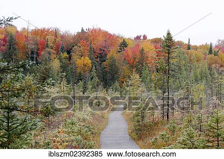 "Trail, a boardwalk in autumn, Adirondack Mountains, Upstate New York, USA" View Large Photo Image Stock Photography - "Trail, a boardwalk in autumn, Adirondack Mountains, Upstate New York, USA". Fotosearch