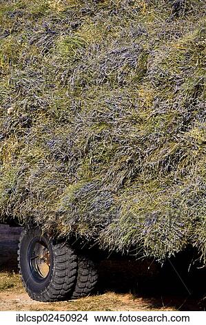 Picture - "Trailer loaded with freshly harvested Lavender (Lavandula angustifolia), near Sault and Aurel, Chemin des Lavandes, Provence-Alpes-Cote d'Azur, Southern France, France, Europe, PublicGround, Europe". Fotosearch