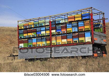 "Trailer with bee hives, Dacia, Transylvania, Romania, Europe" View Large Photo Image Stock Photograph - "Trailer with bee hives, Dacia, Transylvania, Romania, Europe". Fotosearch
