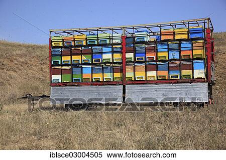 "Trailer with bee hives, Dacia, Transylvania, Romania, Europe" View Large Photo Image Stock Photography - "Trailer with bee hives, Dacia, Transylvania, Romania, Europe". Fotosearch