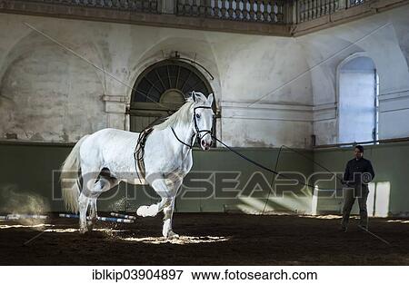 "Training of a white Kladruber horse, The Royal Stables at Christiansborg Palace, Slotsholmen, Copenhagen, Denmark, Europe" View Large Photo Image Stock Photo - "Training of a white Kladruber horse, The Royal Stables at Christiansborg Palace, Slotsholmen, Copenhagen, Denmark, Europe". Fotosearch