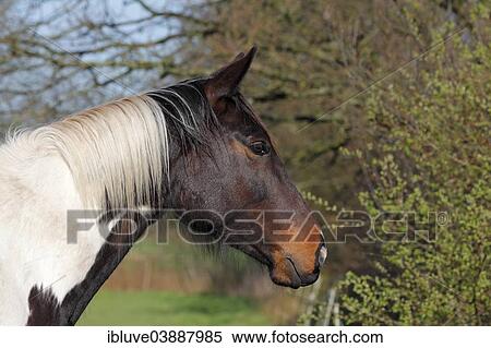 Stock Photography - "Trakehner, Gelding, Pinto, portrait, Schleswig-Holstein, Germany, Europe". Fotosearch