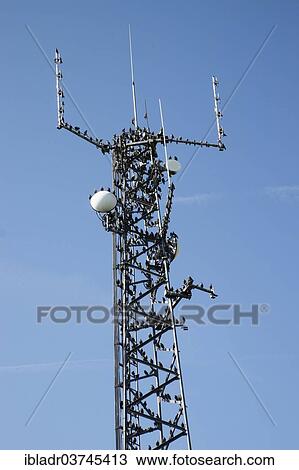 Transmission mast with Starlings (Sturnus vulgaris) View Large Photo Image Stock Image - Transmission mast with Starlings (Sturnus vulgaris). Fotosearch