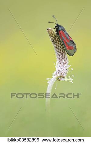 "Transparent Burnet (Zygaena purpuralis), Usti nad Labem Region, Czech Republic, Europe" View Large Photo Image Stock Photograph - "Transparent Burnet (Zygaena purpuralis), Usti nad Labem Region, Czech Republic, Europe". Fotosearch